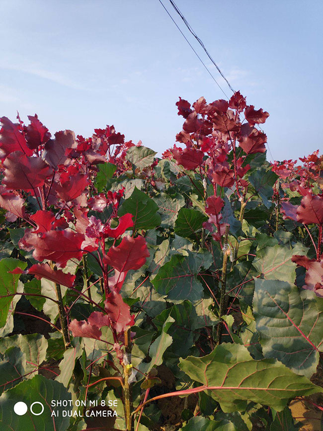 紅葉楊樹(shù)怎么種植?紅葉楊種植技術(shù)